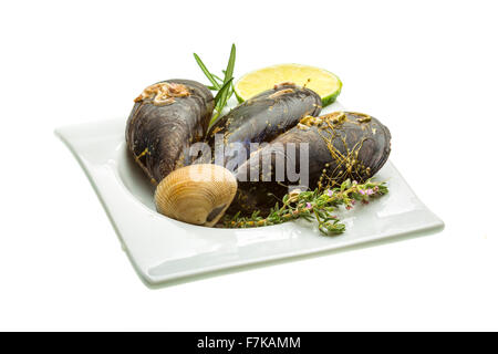 Wilde Muschel-Makro-Studio-Shooting Stockfoto