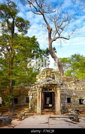 Ruinen der Tempel Ta Prohm, Angkor, Kambodscha, Asien Stockfoto