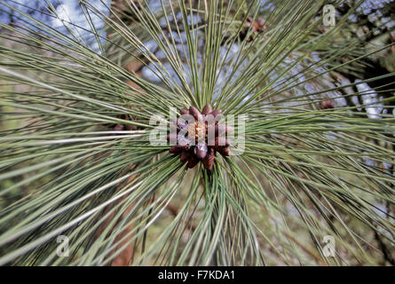 Gelb-Kiefer (Pinus Ponderosa) Nadeln und Samen, Spences Bridge, BC Stockfoto