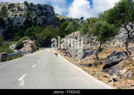 einsame Schafe auf der Straße in der Nähe von Polenca nach Soller Stockfoto