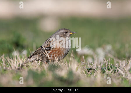 Alpine beobachtet Prunella collaris Stockfoto