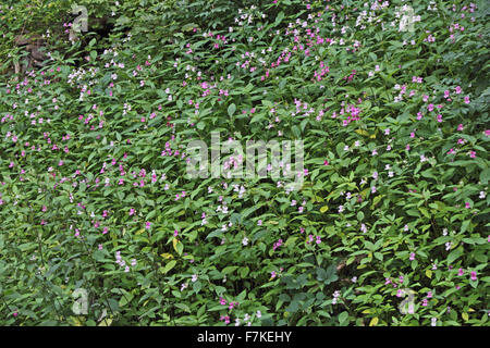 Drüsige Springkraut, Impatiens Glandulifera, wild wächst an Ufern von Rochdale Kanal, Hebden Bridge Stockfoto