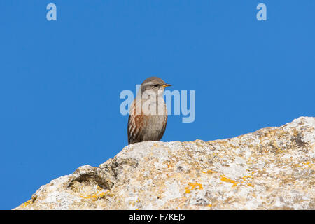 Alpine beobachtet Prunella collaris Stockfoto