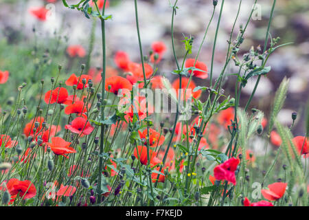 Wilder Mohn wächst in Frankreich Stockfoto