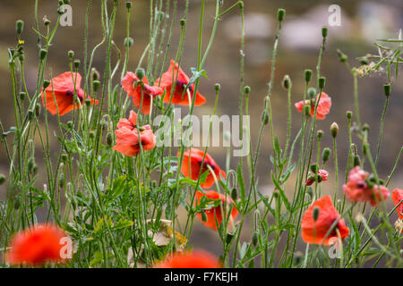 Wilder Mohn wächst in Frankreich Stockfoto