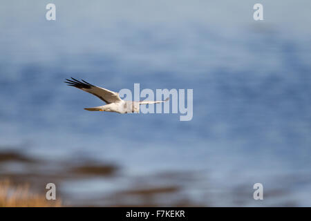 männliche Kornweihe im Flug Stockfoto