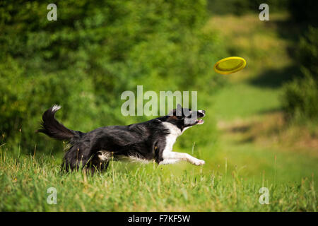 Border-Collie Hund fangen Scheibe auf der grünen Wiese. Stockfoto