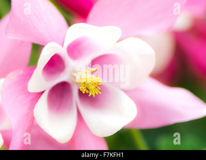 Detail einer Blüte Aquilegia mit geringer Tiefe von eingereicht - Stempel im Fokus Stockfoto