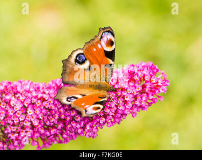 Tagpfauenauge auf den Blüten des Sommerflieders Busch Stockfoto
