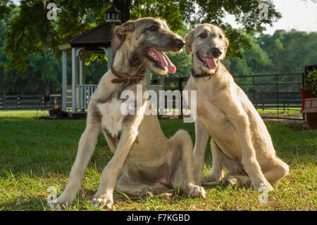 4 Monate alten Irish Wolfhound Welpen Stockfoto