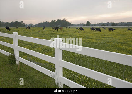 Weißen Lattenzaun und Weidevieh im grünen Rasen außerhalb der Siedlung Jamestown, Virginia Stockfoto