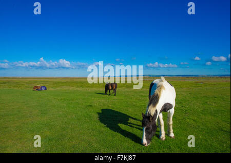 Wildpferde in Westward Ho!, North Devon Stockfoto