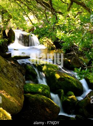 Wasserfall am Fluss West Okement, in der Nähe von Meldon, Dartmoor, Devon Stockfoto