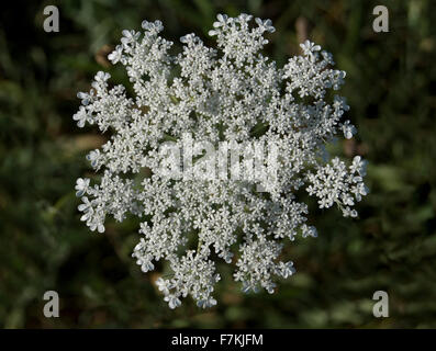 (Daucus Carota)  Wilde Möhre oder Queen Anne es Lace ist eine nordamerikanische Heilpflanze. Indiana Stockfoto