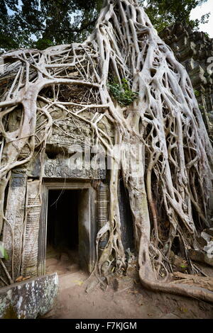 Ta Prohm Tempel, Angkor, Kambodscha, Asien Stockfoto