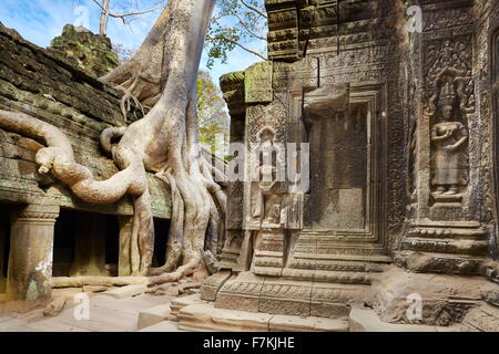 Ruinen der Tempel Ta Prohm, Angkor, Kambodscha, Asien Stockfoto