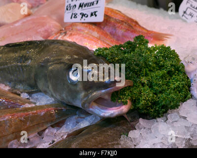 Seehecht Fisch Anzeige auf Eis beim Fischhändler Stall Borough Markt Southwark London UK Stockfoto