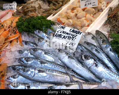 MAKRELE Line fing britischen Makrelenfisch aus Cornish auf dem Fischhändlerstand Borough Market Southwark London UK Stockfoto