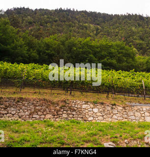 Blick auf Weinberg in Trentino Alto Adige Stockfoto