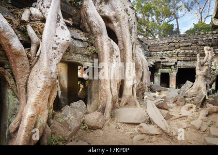 Eine riesige Baumwurzel überwuchert Ruinen der Tempel Ta Prohm, Angkor, Kambodscha, Asien Stockfoto