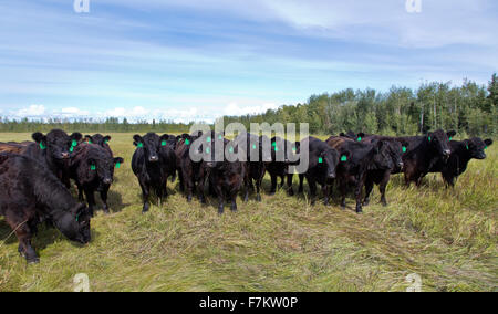 Black Angus X Galloway Rinder auf der Weide. Stockfoto