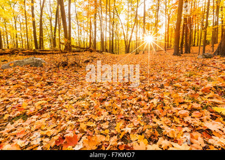 Laub und Herbstlaub von Sonnenuntergang Sonnenstrahlen beleuchtet Stockfoto