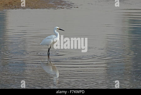 Kleiner Reiher - Egretta Garzetta. Frühling. UK Stockfoto