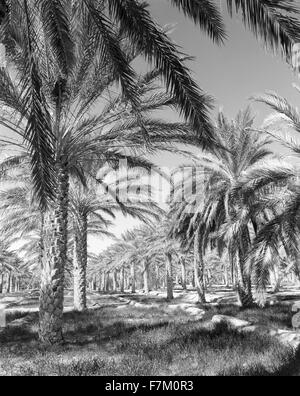 Die Palmeraie in Tozeur. Tozeur, Tunesien. Stockfoto