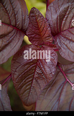 roter Spinat Blatt Stockfoto