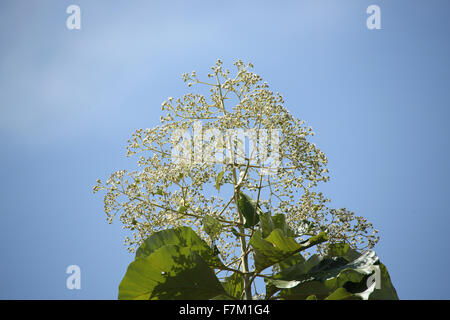 Teak-Baum Blume mit blauem Hintergrund Stockfoto