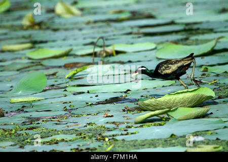 Vogel (Bronze-winged Jacana) zu Fuß in den Teich Stockfoto