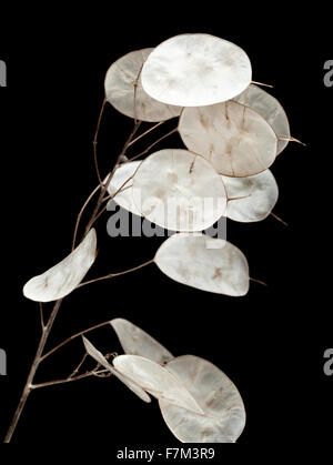 LUNARIA Annua, Silberdollar Pflanze auf schwarzem Hintergrund isoliert Stockfoto