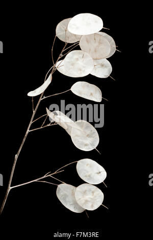 LUNARIA Annua, Silberdollar Pflanze auf schwarzem Hintergrund isoliert Stockfoto