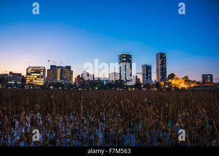 Shinobazu-Teich, Ueno-Park, Taito-Ku, Tokyo, Japan Stockfoto