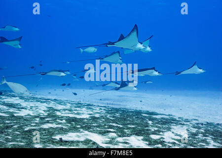 entdeckt von Adlerrochen, Aetobatus Narinari, Saipan, Commonwealth der nördlichen Marianen, Mikronesien (Pazifischer Ozean) Stockfoto