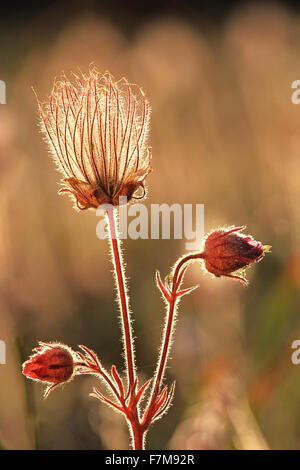 Seedhead der Prairie Rauch. Geum triflorum, Ollympic National Park, Washington, USA Stockfoto