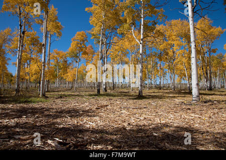 Espe Bäume verfärben auf Hastings Mesa, Ridgeway Colorado Stockfoto