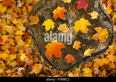 Herbstliche Ahornblätter auf einem Baumstamm. Stockfoto