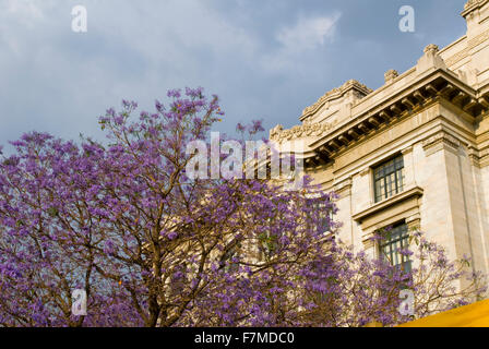 Jacaranda Baum außerhalb der Bellas Artes Gebäude in Mexico City, Mexiko Stockfoto