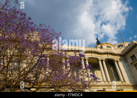 Jacaranda Baum außerhalb der Bellas Artes Gebäude in Mexico City, Mexiko Stockfoto