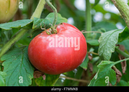 Tomate German Johnson am Rebstock. Stockfoto