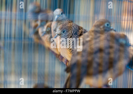 Vögel auf dem Pasar Ngasem Markt in Yogyakarta, Zentral-Java, Indonesien. Stockfoto