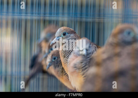 Vögel auf dem Pasar Ngasem Markt in Yogyakarta, Zentral-Java, Indonesien. Stockfoto