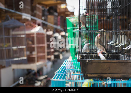 Vögel und Papageien auf dem Pasar Ngasem Markt in Yogyakarta, Java, Indonesien. Stockfoto