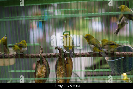 Vögel auf dem Pasar Ngasem Markt in Yogyakarta, Zentral-Java, Indonesien. Stockfoto