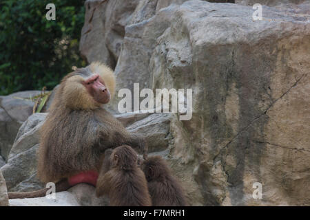 Gruppe von Hamadryas Pavian Affen ruht auf einem Felsen Stockfoto