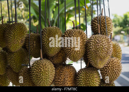 Durian Früchte Straße Marktstand, Sumatra, Indonesien. Durian, betrachtet durch viele Menschen in Südostasien als der "König der Früchte" Stockfoto