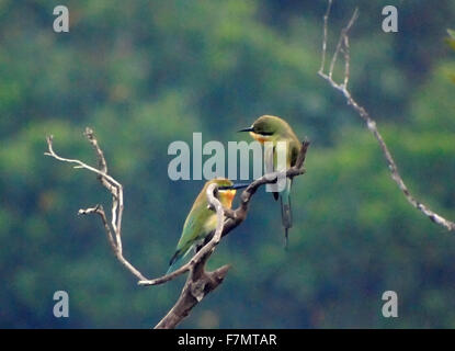 Bintan, Riau-Inseln, Indonesien. 2. Dezember 2015. BINTAN, Indonesien - 02. Dezember: Die blau-tailed Bienenfresser (Merops Philippinus) gesehen am Tanjugpinang Wald auf 2. Dezember 2015 in Bintan Island, Indonesia.The blau-tailed Bienenfresser (Merops Philippinus) ist ein in der Nähe von passerine Vogel in der Bienenfresser-Familie Meropidae. Er brütet in Südost-Asien. Es ist stark wandernden gesehen saisonal in weiten Teilen der Halbinsel India.This Arten, wie andere Bienenfresser ist ein farbenprächtige, schlanker Vogel. Es ist überwiegend grün; sein Gesicht hat einen schmalen blauen Patch mit schwarzem Auge Streifen und gelben und braunen th Stockfoto