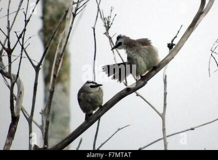 Bintan, Riau-Inseln, Indonesien. 2. Dezember 2015. BINTAN, Indonesien - 02. Dezember: Die gelben ventilierte Bulbul (Pycnonotus Goiavier) gesehen am Tanjugpinang Wald auf 2. Dezember 2015 in Bintan Island, Indonesia.The gelb ventilierte Bülbül ist ansässigen Züchter in Südostasien vom südlichen Thailand und Kambodscha südlich nach Borneo und den Philippinen. Es ist in einer Vielzahl von offenen Lebensräumen, aber nicht tief im Wald gefunden. Es ist eines der häufigsten Vögel in bebauten Gebieten. Sie scheinen zu nomadischen, roaming von Ort zu Ort regelmäßig. © Sijori Bilder/ZUMA Draht/Alamy Live-Nachrichten Stockfoto