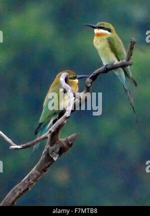 Bintan, Riau-Inseln, Indonesien. 2. Dezember 2015. BINTAN, Indonesien - 02. Dezember: Die blau-tailed Bienenfresser (Merops Philippinus) gesehen am Tanjugpinang Wald auf 2. Dezember 2015 in Bintan Island, Indonesia.The blau-tailed Bienenfresser (Merops Philippinus) ist ein in der Nähe von passerine Vogel in der Bienenfresser-Familie Meropidae. Er brütet in Südost-Asien. Es ist stark wandernden gesehen saisonal in weiten Teilen der Halbinsel India.This Arten, wie andere Bienenfresser ist ein farbenprächtige, schlanker Vogel. Es ist überwiegend grün; sein Gesicht hat einen schmalen blauen Patch mit schwarzem Auge Streifen und gelben und braunen th Stockfoto